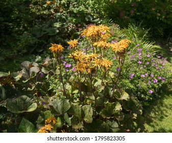 Ligularia High Res Stock Images Shutterstock