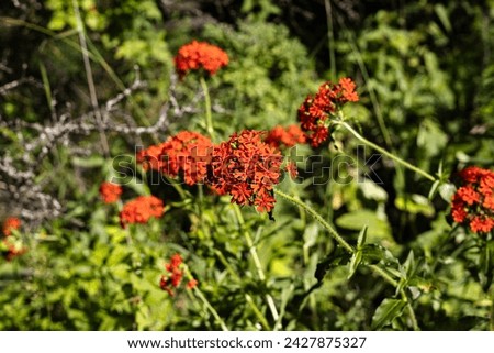 Summer Flowering Bright Red Jerusalem or Maltese Cross Flowers (Lychnis chalcedonica), red scarlet star-shaped flowers