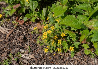 Summer Flowering Bright Yellow Flowers On A Golden Knee Or Golden Star Plant (Chrysogonum Virginianum) Surrounded By Mulch In A Woodland Garden In Rural Devon, England, UK