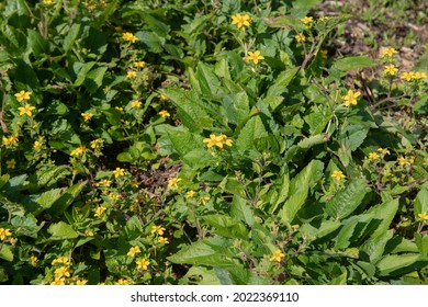 Summer Flowering Bright Yellow Flowers On A Golden Knee Or Golden Star Plant (Chrysogonum Virginianum) Surrounded By Mulch In A Woodland Garden In Rural Devon, England, UK