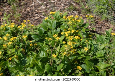 Summer Flowering Bright Yellow Flowers On A Golden Knee Or Golden Star Plant (Chrysogonum Virginianum) Surrounded By Mulch In A Woodland Garden In Rural Devon, England, UK