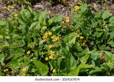 Summer Flowering Bright Yellow Flowers On A Golden Knee Or Golden Star Plant (Chrysogonum Virginianum) Surrounded By Mulch In A Woodland Garden In Rural Devon, England, UK