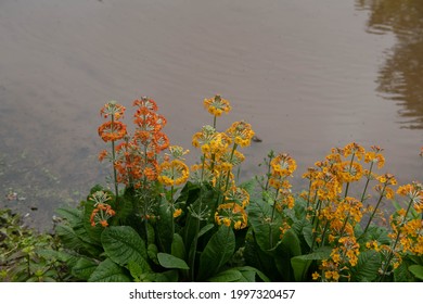 Summer Flowering Bright Yellow and Orange Hybrid Candelabra Primrose Plants (Primula inshriach) Growing on the Edge of a Lake in a Garden at Marwood Hill in Rural Devon, England, UK