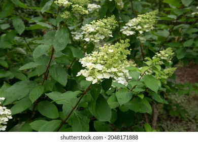 67 imágenes de White hortensia - Imágenes, fotos y vectores de stock |  Shutterstock