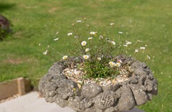 Summer Flowering Daisy Flowers Of A Mexican Fleabane Plant (Erigeron Karvinskianus) Growing In An Antique Ornate Stone Urn In A Country Cottage Garden In Rural Devon, England, UK