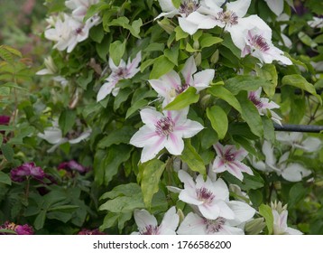 Summer Flowering Deciduous Climbing Clematis Plant (Clematis 'Countess of Wessex') Growing up a Pergola in a Country Cottage Garden in Rural Devon, England, UK - Shutterstock ID 1766586200