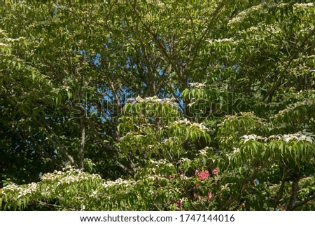 Summer Flowering Deciduous Swamp or Silky Dogwood Shrub (Cornus amomum subsp. obliqua) Growing in a Shady Woodland Garden in Rural Devon, England, UK