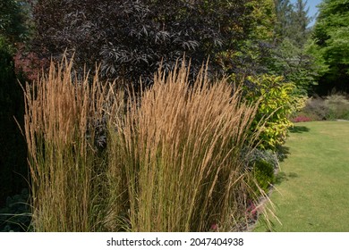 Summer Flowering Feathery Plumes on an Ornamental Feather Reed Grass (Calamagrostis x acutiflora 'Overdam') Growing in a Herbaceous Border in a Landscaped Garden in Rural Devon, England, UK - Shutterstock ID 2047404938
