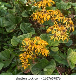 Ligularia Dentata Hd Stock Images Shutterstock