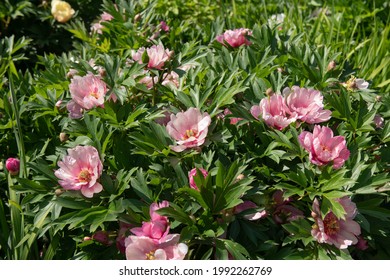 Paeonia High Res Stock Images Shutterstock