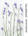 Summer flowering pattern, Blue violet natural bellflowers on white background, botanical blossoms composition, minimal aesthetic floral photo. Beautiful nature still life with delicate wildflowers