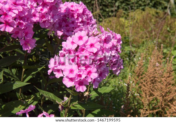 Summer Flowering Pink Phlox Paniculata Eva Royalty Free Stock Image