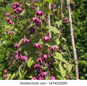 Summer Flowering Purple Bell Vine (Rhodochiton atrosanguineus) Climbing Up a Hazel Wigwam in a Country Cottage Garden in Rural Surrey, England, UK - Powered by Shutterstock