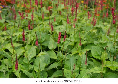 Summer Flowering Red Flower Heads on a Red Bistort Plant (Persicaria amplexicaulis 'Firetail') Growing in a Herbaceous Border in a Country Cottage Garden in Rural Devon, England, UK