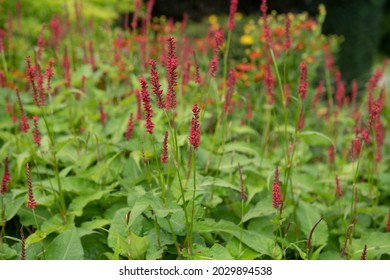 Summer Flowering Red Flower Heads on a Red Bistort Plant (Persicaria amplexicaulis 'Firetail') Growing in a Herbaceous Border in a Country Cottage Garden in Rural Devon, England, UK