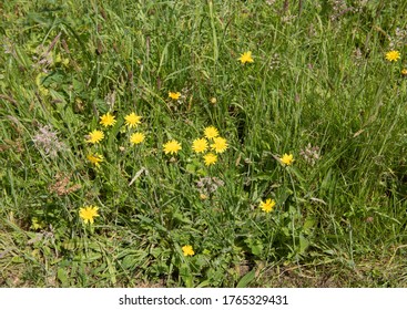 Summer Flowering Rough Hawkbit Wildflower (Leontodon Hispidus) Growing In A Wildflower Meadow In Rural Devon, England, UK