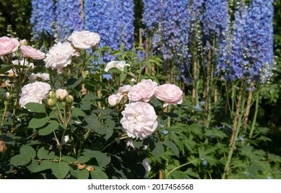 31 imágenes de Great maiden's blush rose - Imágenes, fotos y vectores de  stock | Shutterstock