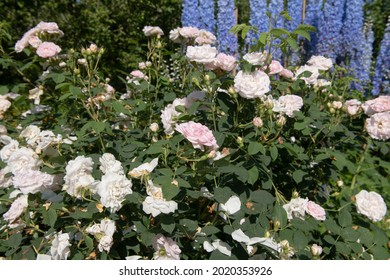 31 imágenes de Great maiden's blush rose - Imágenes, fotos y vectores de  stock | Shutterstock