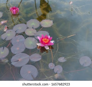 Summer Flowering Water Lily (Nymphaeaceae) In A Pond In A Country Cottage Garden In Rural Devon, England, UK