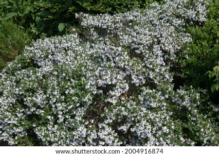 Summer Flowering White Flowers on an Evergreen Alpine Mint Bush Shrub (Prostanthera cuneata) Growing in a Herbaceous Border in a Garden in Rural Devon, England, UK
