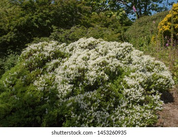 Summer Flowering White Hebe Shrub (Hebe venustula) in a Country Cottage Gar...