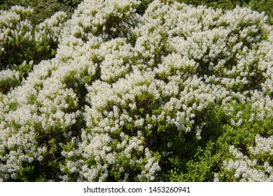 Summer Flowering White Hebe Shrub (Hebe venustula) in a Country Cottage Gar...