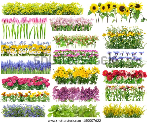 Sommerblumen Bett Und Blumenrahmen Setzen Collage Stockfoto Jetzt Bearbeiten