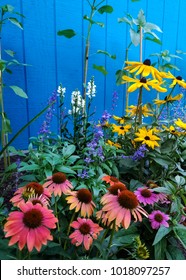 Summer flowers in bloom in a small city garden against blue wooden wall