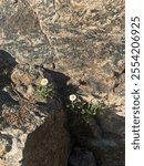 Summer Flowers blooming through rock on Rocky Mountian National Park trail