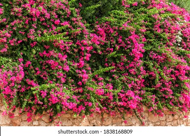 Summer Flowers Bougainvillea On The Brick Wall.