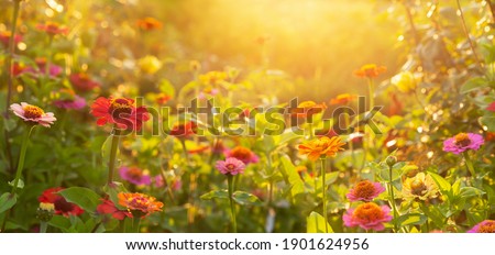 Summer flowers. Colorful zinnia flowers in a garden. Sunset or sunrise time