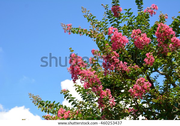 Summer indica flower Indica Portulaca