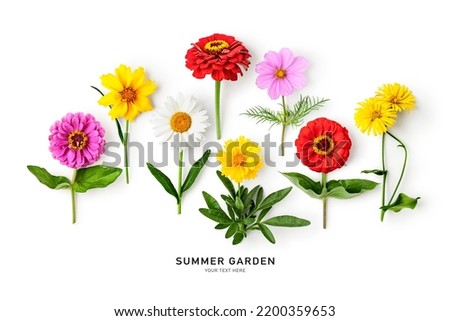 Summer flowers creative layout. Daisy, cosmos, zinnia, tickseed  and doronicum flower with stem and leaves isolated on white background. Floral pattern. Design element. Top view, flat lay