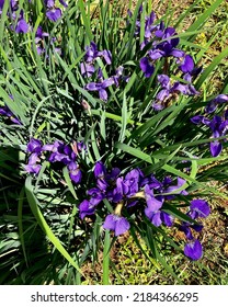 Summer Flowers In East Tennessee 