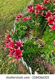 Summer Flowers In East Tennessee 