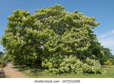 Summer Flowers and Foliage of the Indian Bean Tree (Catalpa bignonioides) with a Bright Blue Sky Background in a Garden in Rural Surrey, England, UK