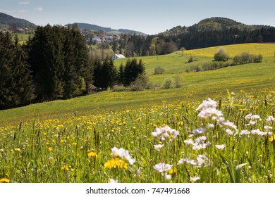 Summer Flowers In The Hills Of Bavarian Forest