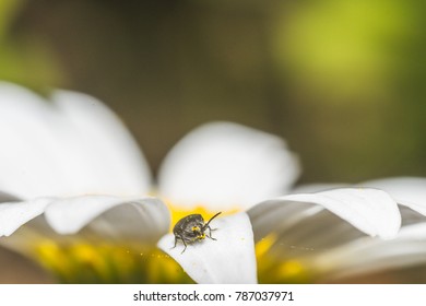 Tatouage Papillon Fleur Stock Photos Images Photography