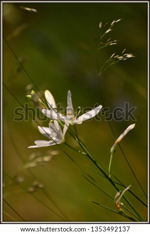 Similar – la plante blanche Flower