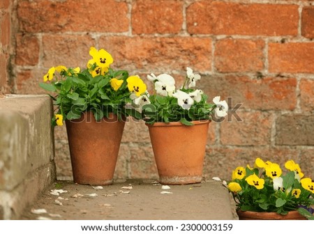 Summer flowers in a plant pot