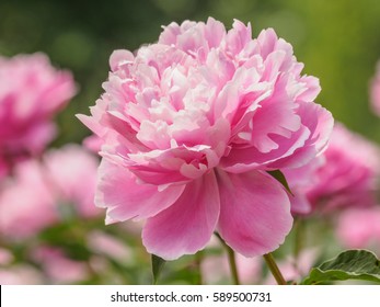 Summer flowers series, beautiful pink peony flowers in garden.