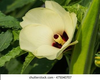 Lady Finger Flower Hd Stock Images Shutterstock