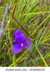 Summer Flowers In South East Queensland Always Beautiful