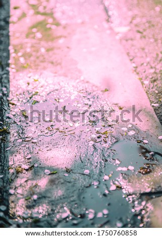 Similar – Image, Stock Photo cherry blossom festival