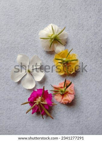 Summer flowers with white background, beautiful colours of nature, isolated flowers in sunlight, flowers upside 