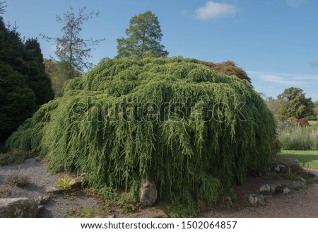 Summer Foliage of a Weeping Eastern Hemlock Tree (Tsuga canadensis 'Pendula') in a Rockery Garden in Rural West Sussex, England, UK