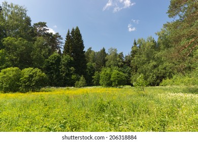 Summer Forest