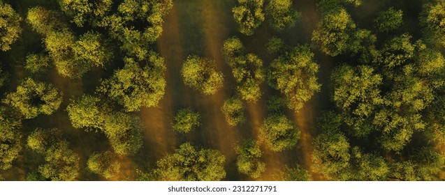 Summer in forest aerial top view. Mixed forest, green deciduous trees. Soft light in countryside woodland or park.