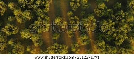 Summer in forest aerial top view. Mixed forest, green deciduous trees. Soft light in countryside woodland or park.