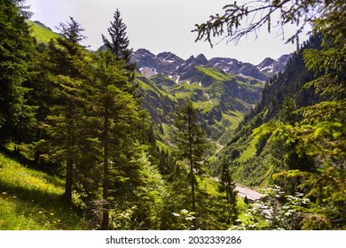 Summer Forest In The Allgäu Alps